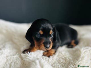 Miniature Dachshund dogs Smooth Hair Boys -5 star Breeder ⭐️⭐️⭐️⭐️⭐️ - Advert 5