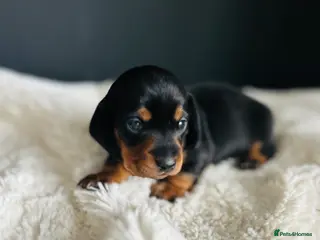 Miniature Dachshund dogs Smooth Hair Boys -5 star Breeder ⭐️⭐️⭐️⭐️⭐️ - Advert 17