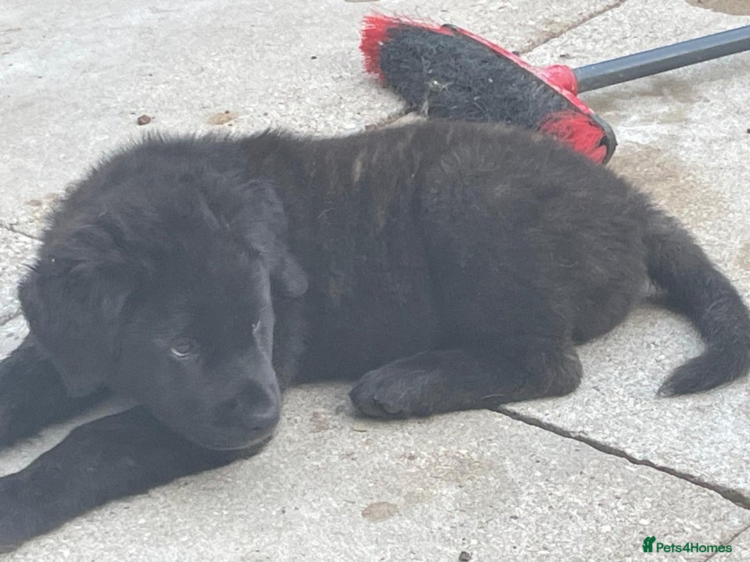 Mixed Breed dogs for sale: American Akita/Bullmastiff cross - Image 4