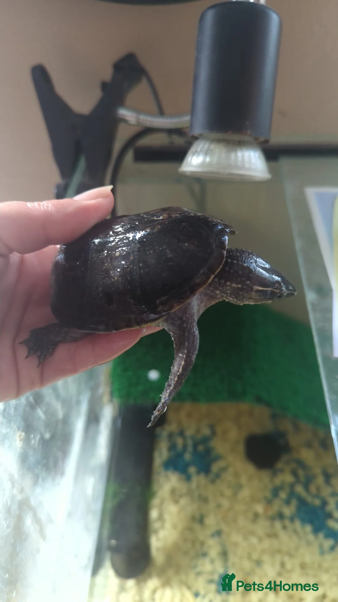 Turtle reptiles for sale: Musk turtles  in Washington - Advert 1