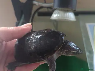 Turtle reptiles Musk turtles - Advert 3