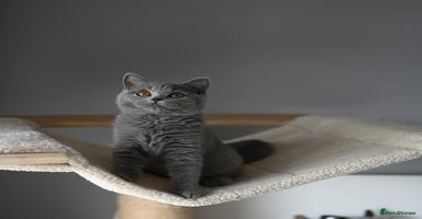 British Shorthair cats - Advert 5