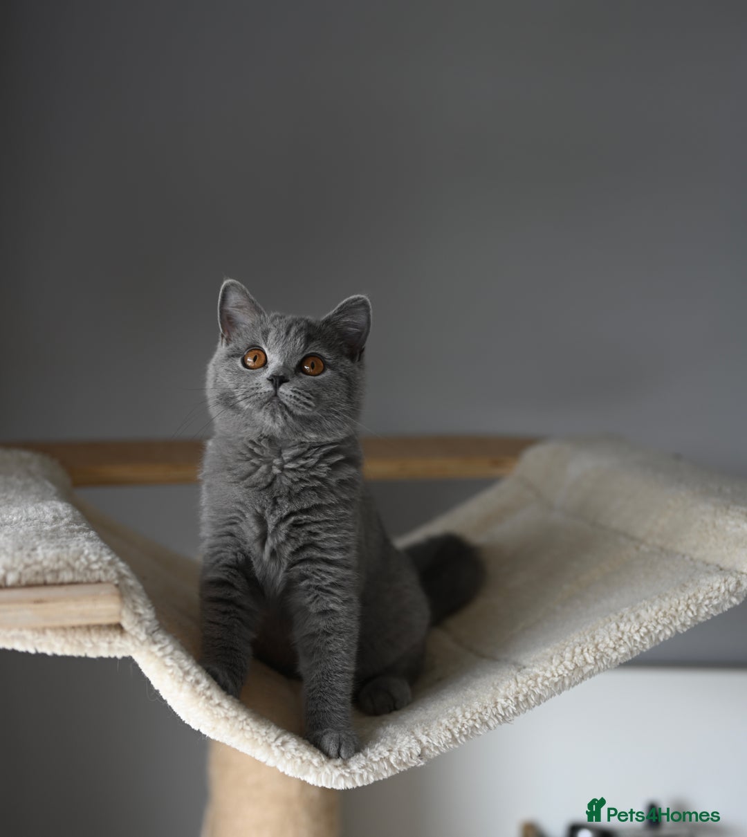 British Shorthair cats for sale: GCCF reg kittens looking for loving homes  - Image 3