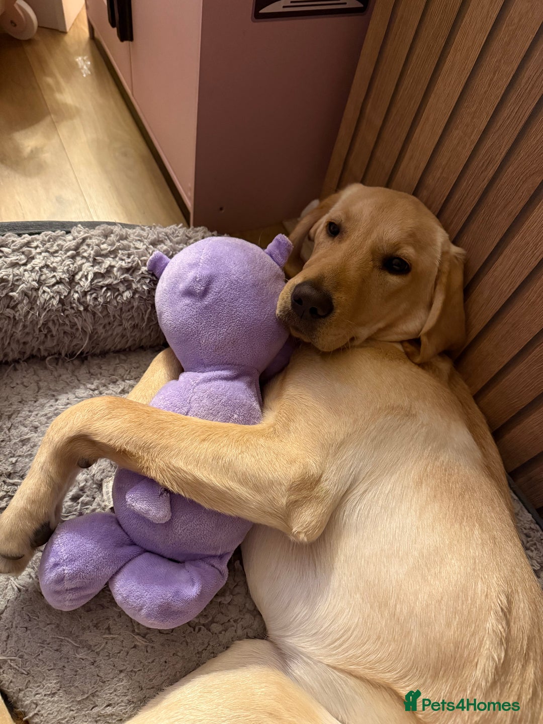 Labrador Retriever dogs for sale: Cream Labrador Retriever Puppy  - Image 4
