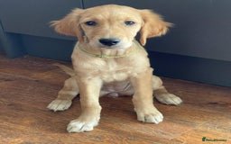 Golden Retriever dogs for sale: KC Registered Golden Retriever Puppies - Image 10