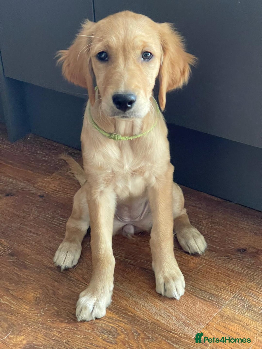 Golden Retriever dogs for sale: KC Registered Golden Retriever Puppies - Image 10