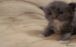 Maine Coon cats for sale: Stunning cubs  - Image 15