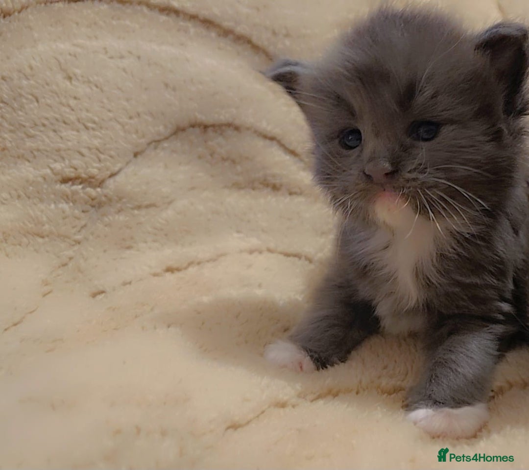 Maine Coon cats for sale: Stunning cubs  - Image 15