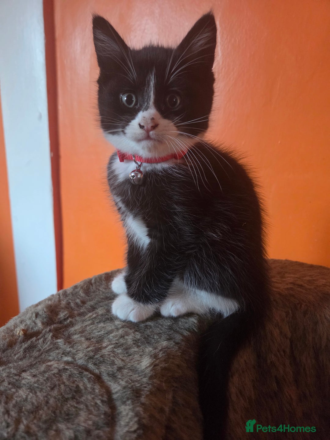 Maine Coon cats for sale: Stunning maincoon cross kittens  - Image 15