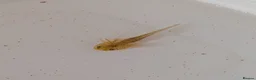 Axolotl reptiles for sale: Beautiful clutch of baby Axolotls  - Advert 11