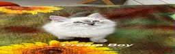 Siberian cats for sale: ❤️6 Beautiful Neva Masquerade x Ragdoll Kittens ❤️ - Advert 35