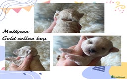 Maltipoo dogs for sale: Fully dna tested Maltipoos  - Image 6