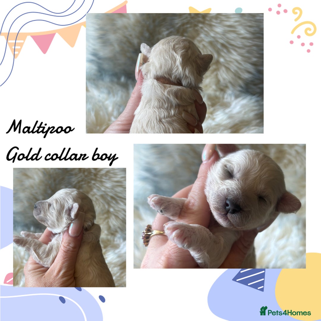 Maltipoo dogs for sale: Fully dna tested Maltipoos  - Image 6