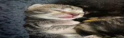 Mixed Breed cats for sale: Last female bengal x ASH x Bombaykittens 🐱 - Advert 40