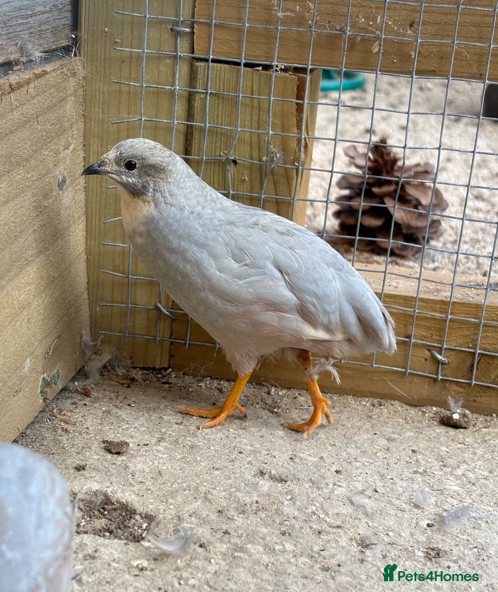 Quail poultry Male Chinese Painted Quail x 3 - Advert 4