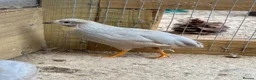 Quail poultry for sale: Male Chinese Painted Quail x 3 - Advert 1