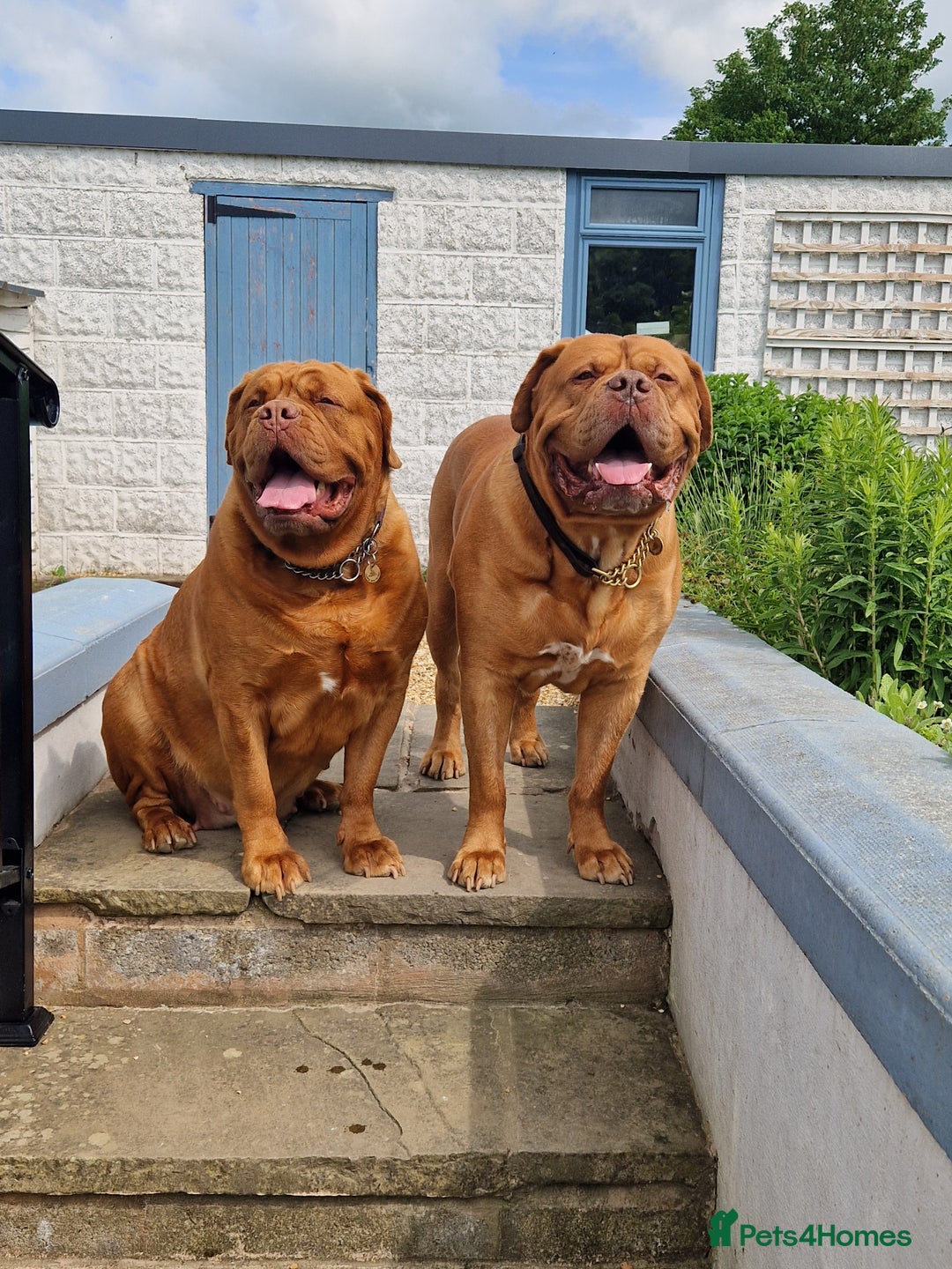 Dogue De Bordeaux dogs for sale: Douge de Bordeau puppies 3 x girls - Advert 8