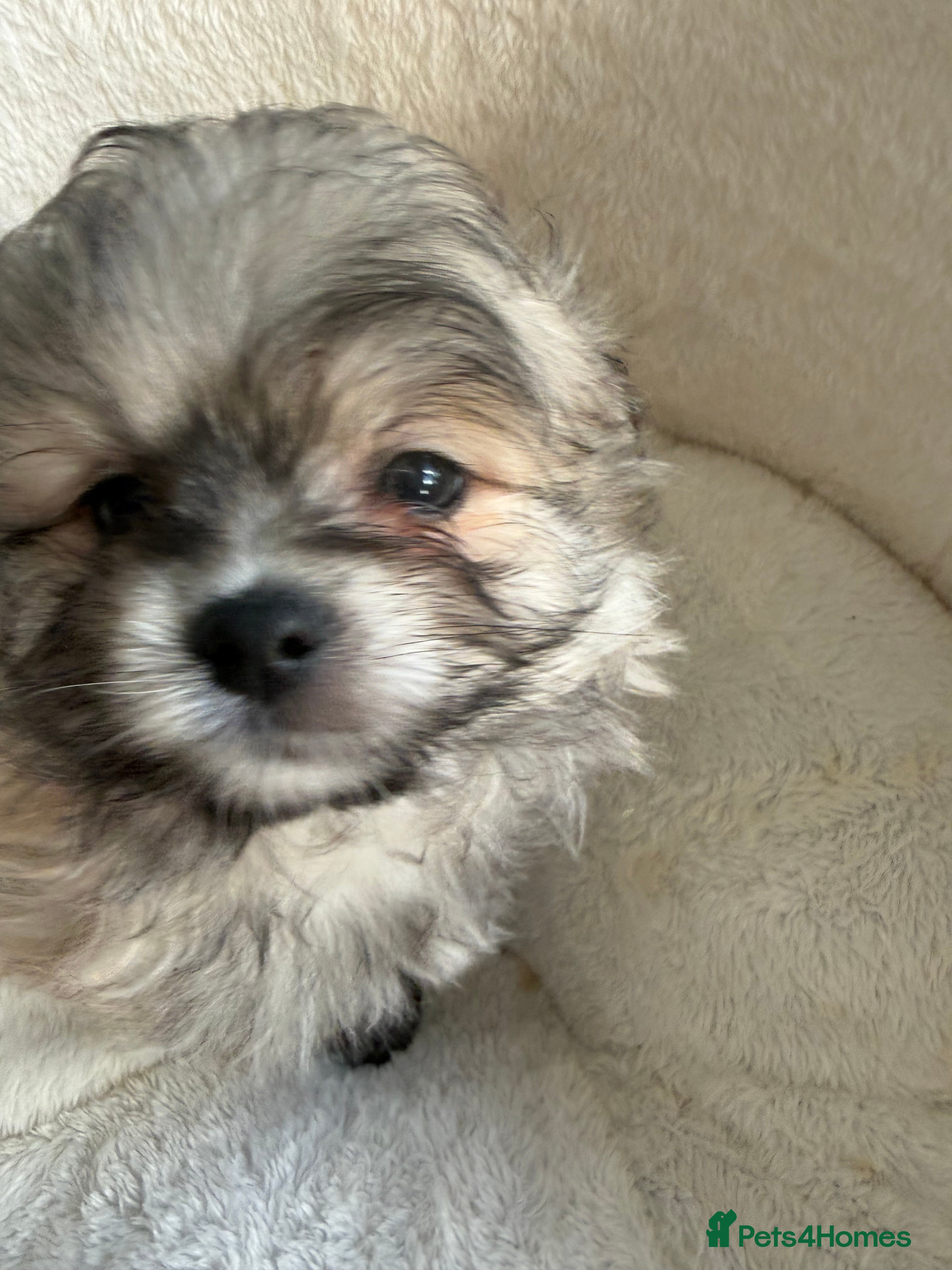 Mixed Breed dogs Pomeranian cross puppies health checked  - Advert 2