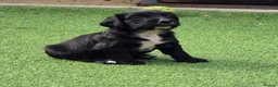 Cocker Spaniel dogs for sale: Two beautiful male pups available  - Advert 13