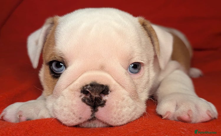 English Bulldog dogs - Advert 1