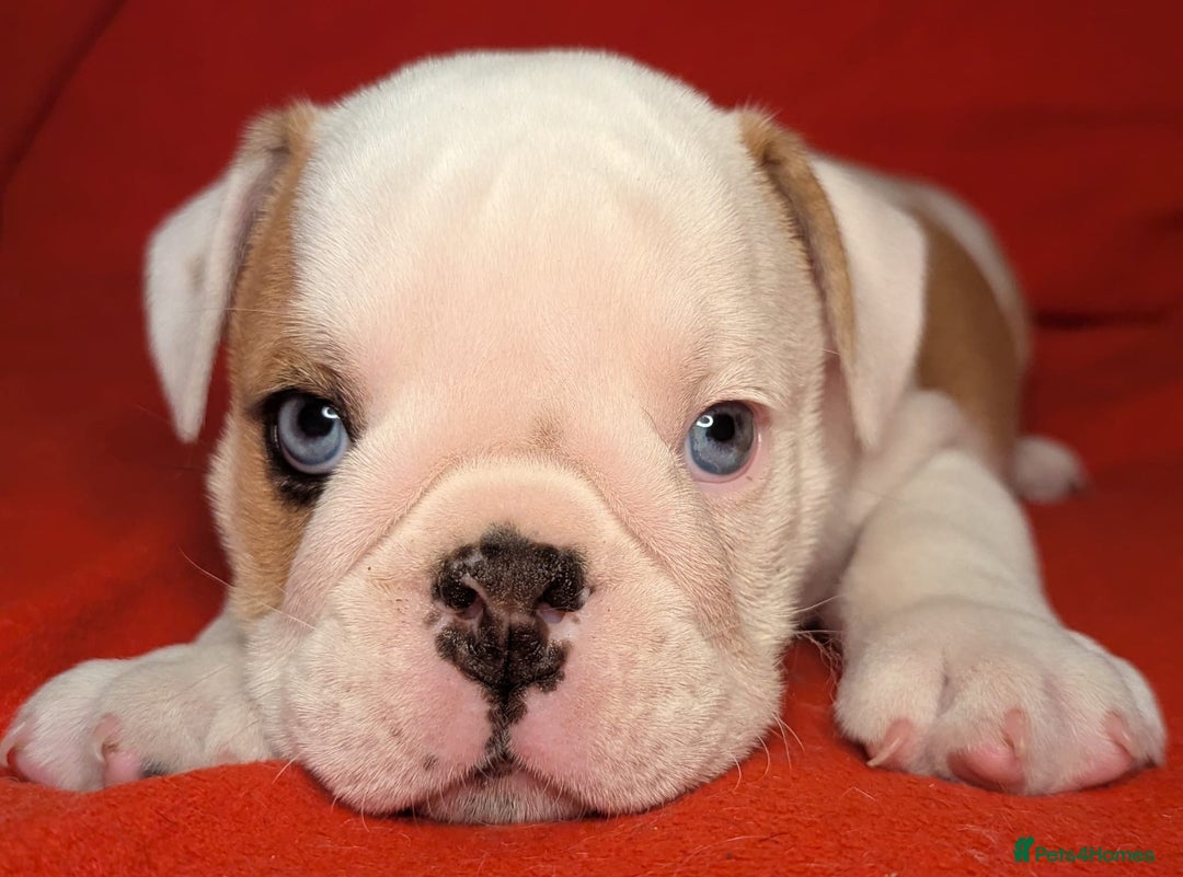 English Bulldog dogs for sale: Nine stunning bulldogs - Image 1