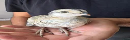 Quail poultry for sale: bob white and jumbo quails available  in Birmingham - Advert 9