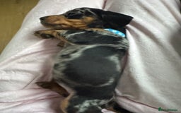 Dachshund dogs for sale: 8 dachshund puppies  - Image 5
