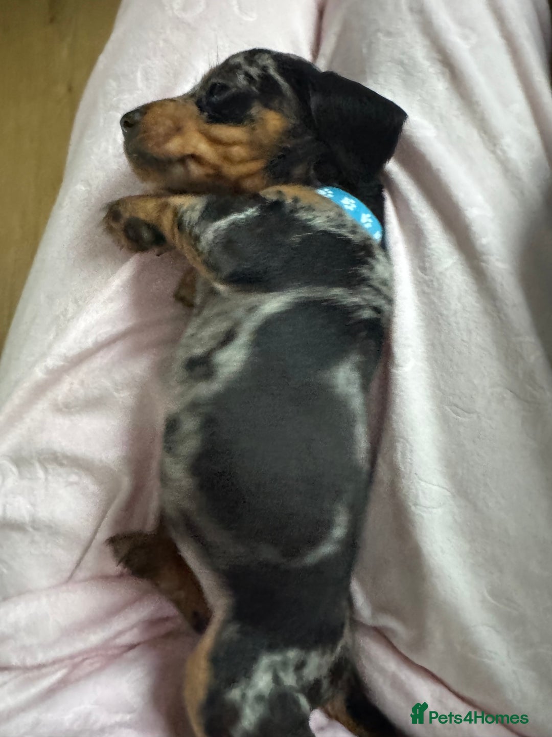 Dachshund dogs for sale: 8 dachshund puppies  - Image 5