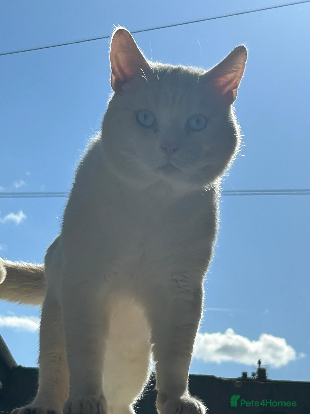 Mixed Breed cats 6-year-old rescue cat who seeks calm, loving home. - Advert 17