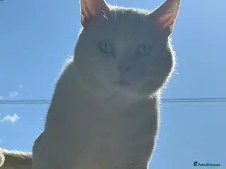 Mixed Breed cats 6-year-old rescue cat who seeks calm, loving home. - Advert 17