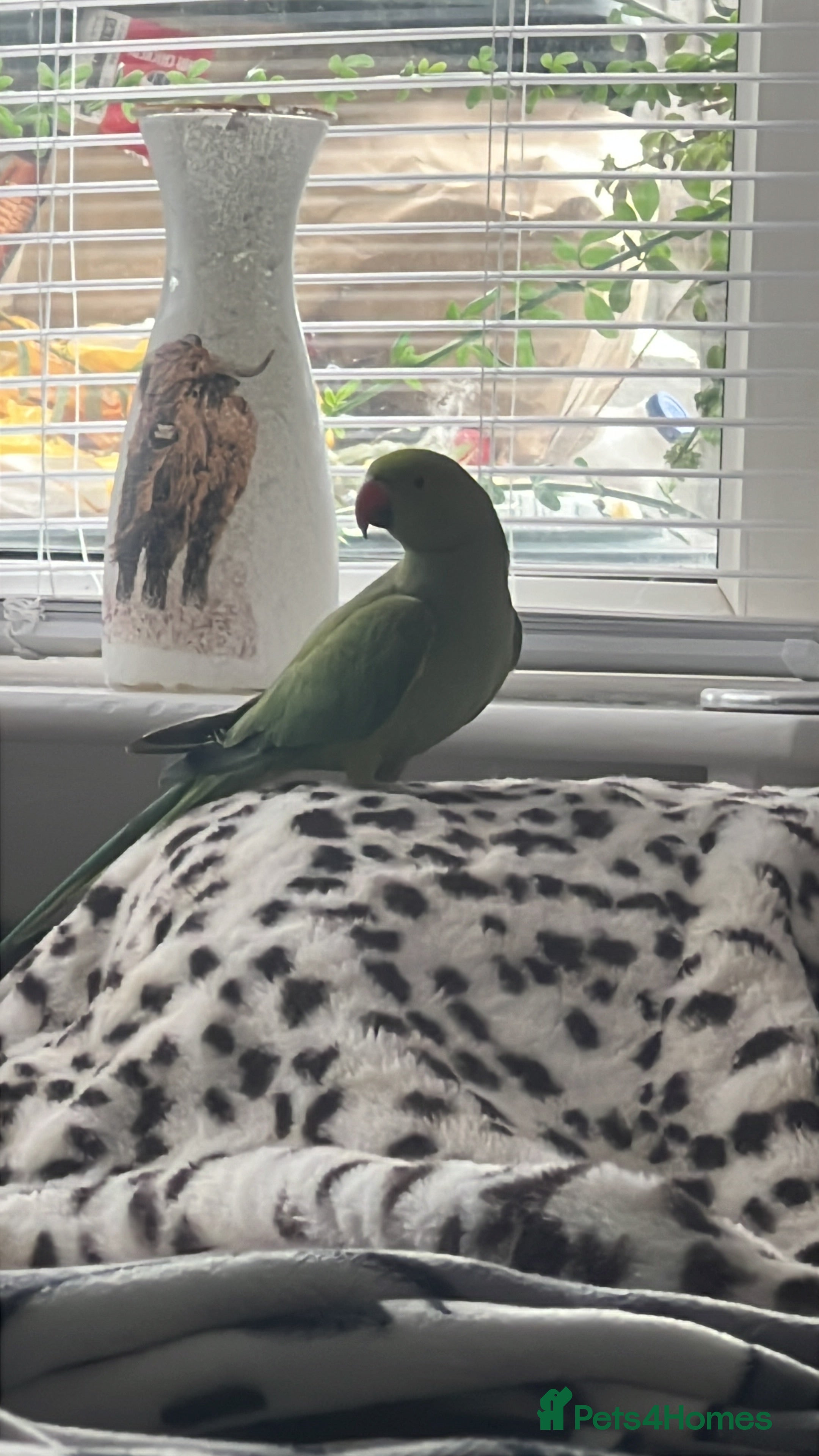 Ringnecks birds Beautiful rescue boy green ringneck. - Advert 1