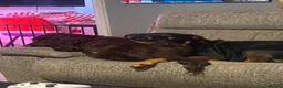 Sprocker dogs for sale: Sprocker Spaniel - Advert 5