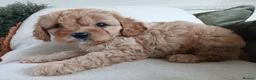 Cavapoo dogs for sale: Outstanding F1 cavapoos health tested parents in Warrington - Advert 8