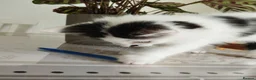 Mixed Breed cats for sale: Lovely kittens looking for their forever home. in Birmingham - Advert 4