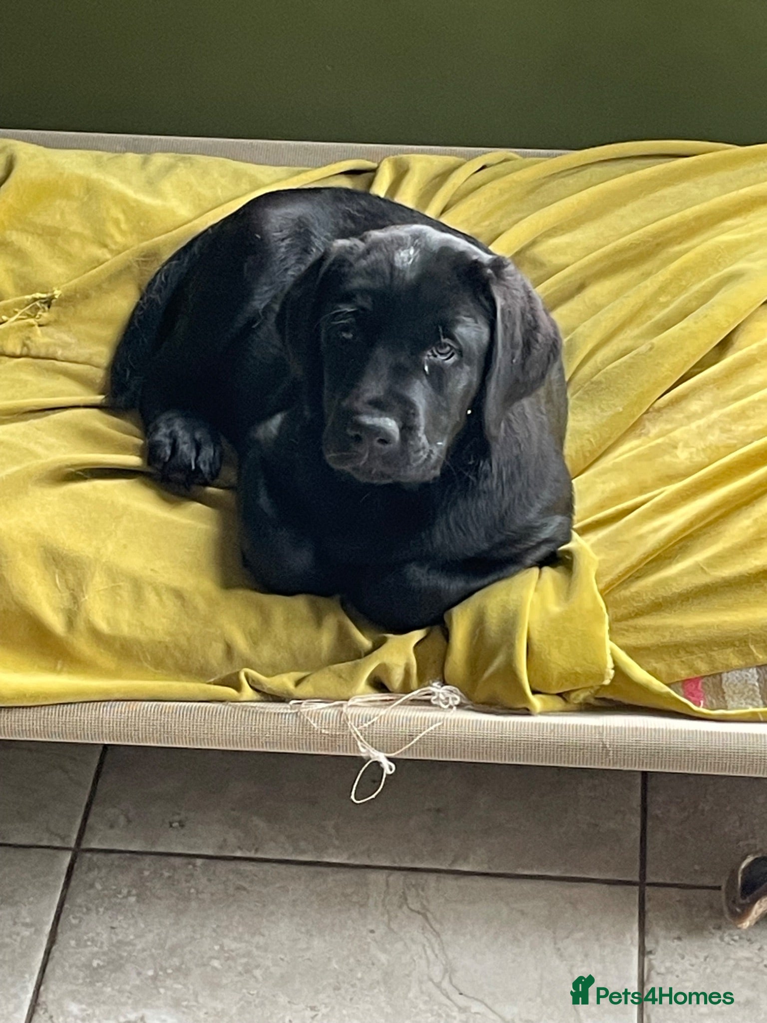 Labrador Retriever dogs Fully health tested parents - show Labradors  - Advert 7