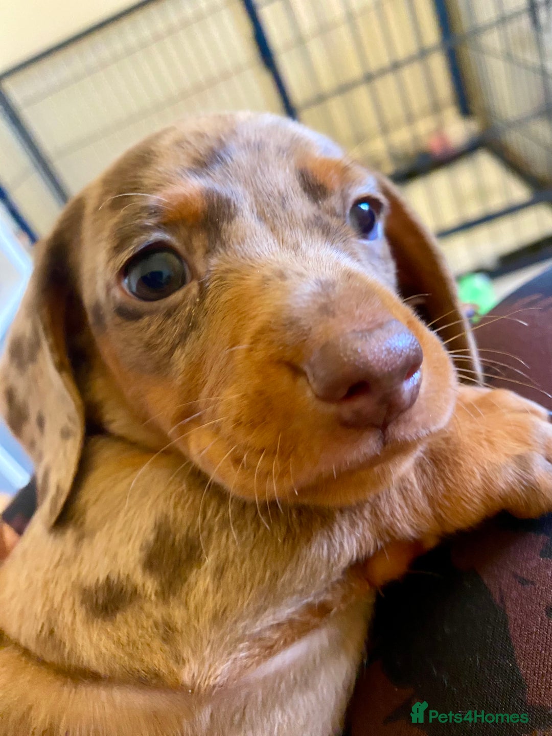 Miniature Dachshund dogs for sale: ONLY ONE PUPPY NOW AVAILABLE  - Image 13