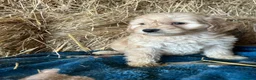 Cockapoo dogs for sale: Beautiful cockapoo puppies - Advert 19