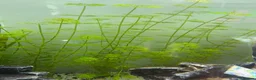 Other/Mixed Breed fish for sale: Home-grown Limnophila sessiliflora - Advert 1
