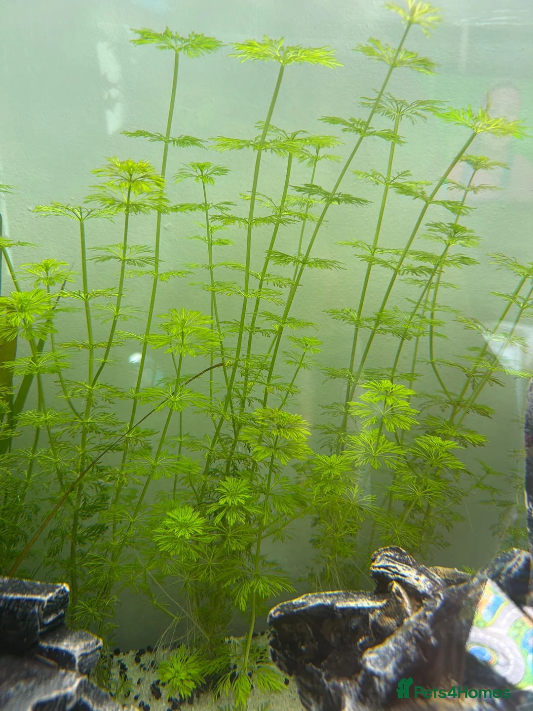 Other/Mixed Breed fish for sale: Home-grown Limnophila sessiliflora - Advert 1