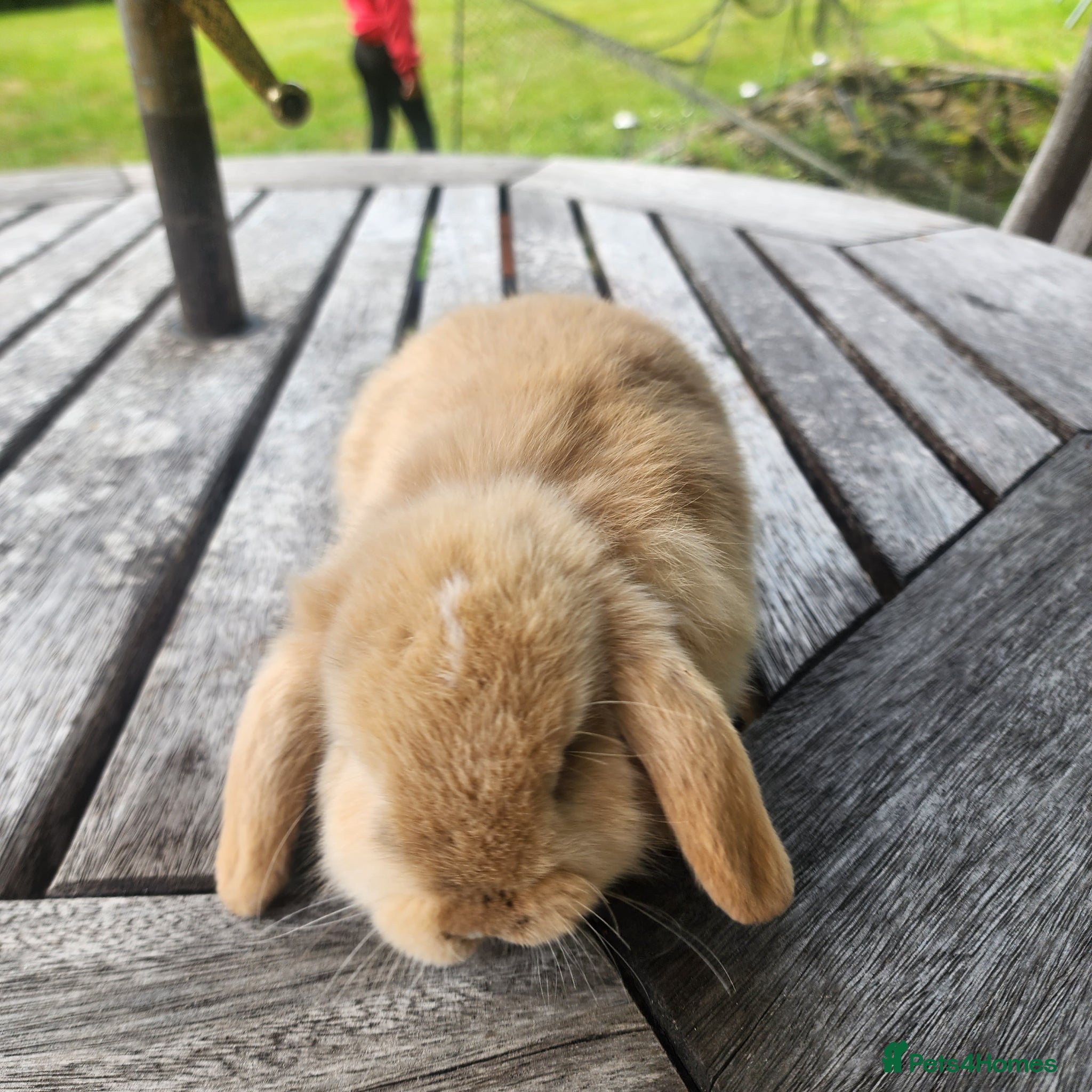 Mini Lop rabbits Stunning Mini Lops from Keeper's Mini Lops  - Advert 16