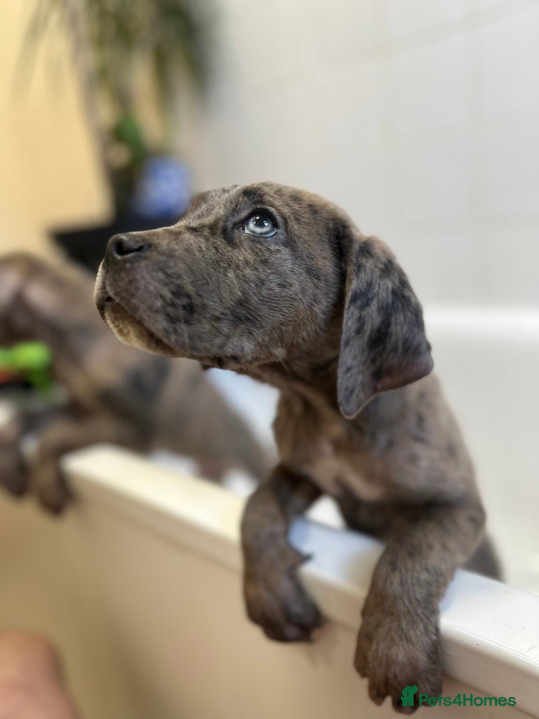 Cane Corso dogs for sale: Cane corso puppies  - Advert 9