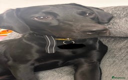 Labrador Retriever dogs for sale: Black Labrador girl  - Image 5