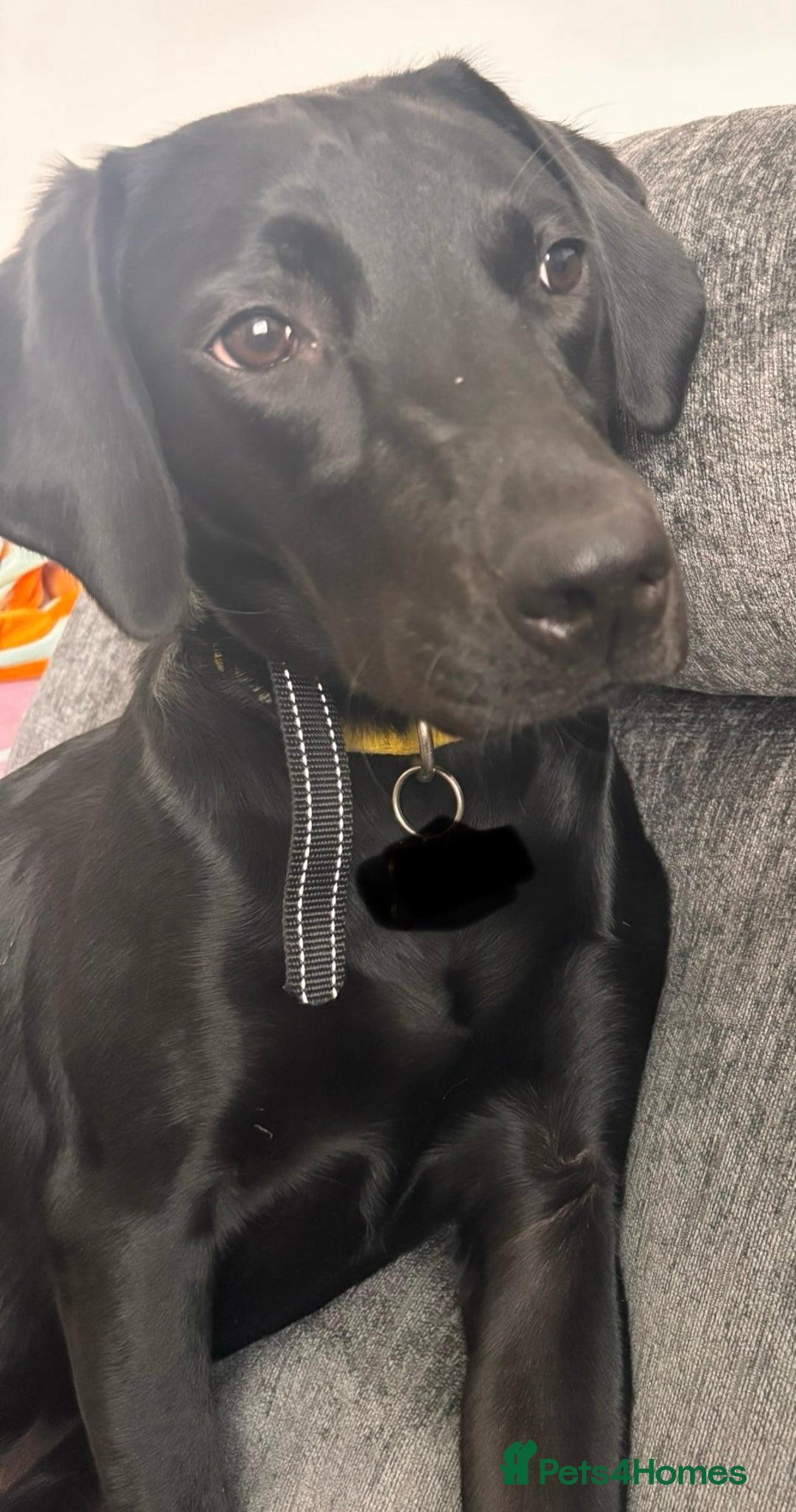 Labrador Retriever dogs for sale: Black Labrador girl  - Image 5