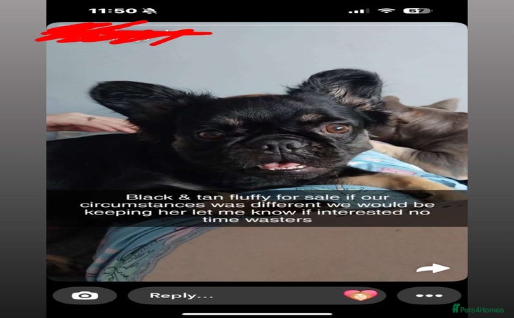 French Bulldog dogs - Advert 1