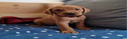 Springador dogs for sale: Wonderful Springador Puppies  - Advert 30