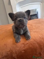 French Bulldog dogs FULL FLUFFY FRENCH BULLDOGS PUPS - KC REGISTERED - Advert 2