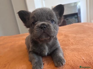 French Bulldog dogs FULL FLUFFY FRENCH BULLDOGS PUPS - KC REGISTERED - Advert 3