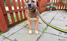 Mixed Breed dogs for adoption: Amelia - Daventry Northamptonshire  - Advert 9