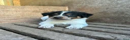 Border Collie dogs for sale: Stunning Border Collies For Sale! - Advert 4
