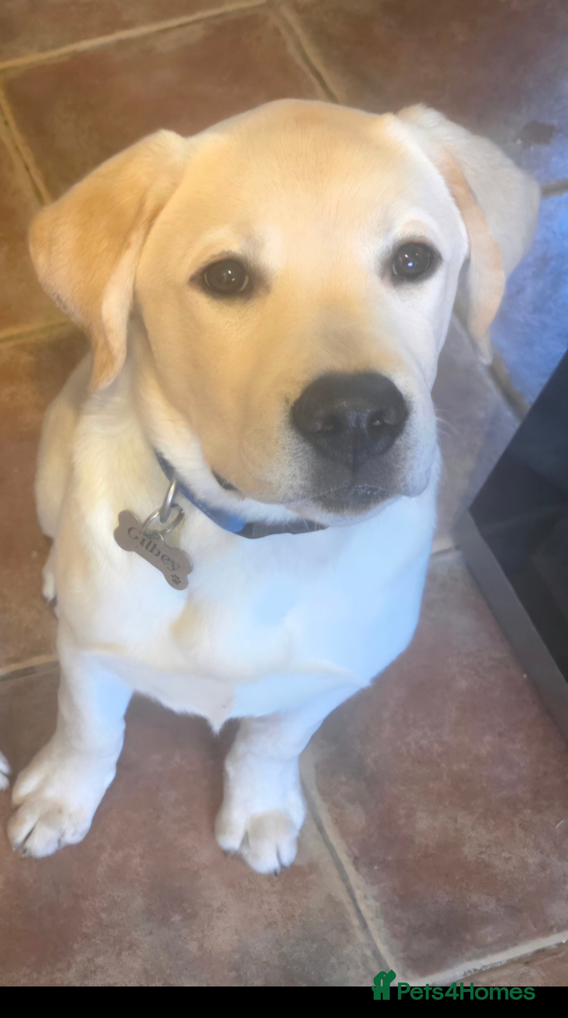 Labrador Retriever dogs Lovely male Labrador  - Advert 2